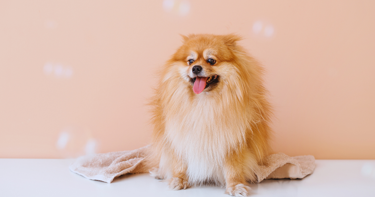 Fluffy Pomeranian after grooming, sitting on towel with tongue out and bubbles around, on peach back