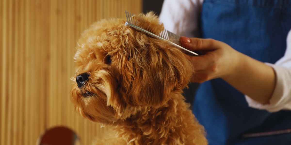 Professional groomer gently combing a small curly-haired dog to keep it calm during grooming 
