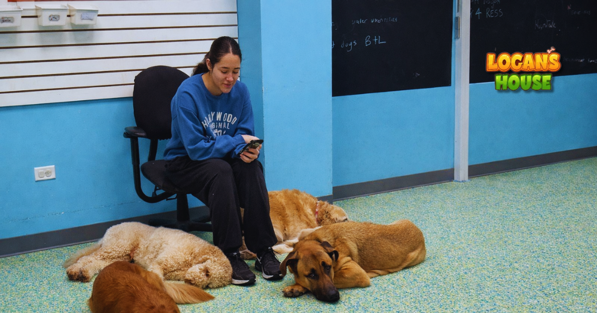 Staff member supervising calm, resting dogs in a kennel-free boarding area at Logan’s House in Gurne