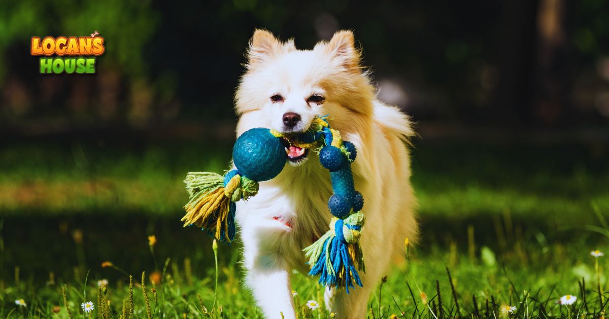 Happy dog playing with toy at Logan’s House dog daycare in Gurnee, IL