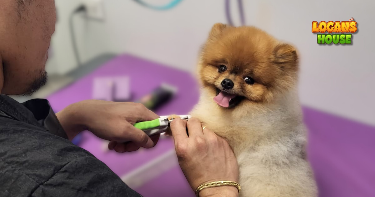 Small dog getting nails trimmed at Logan’s House dog grooming salon in Gurnee, IL