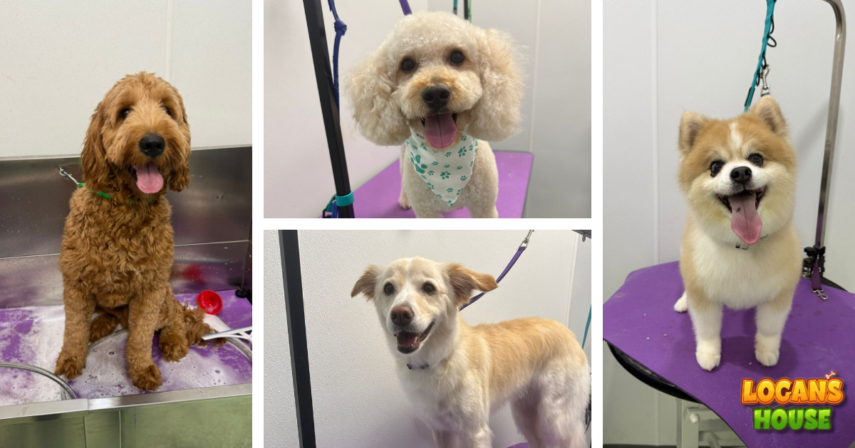 Happy dogs after grooming at Logan’s House dog grooming salon in Gurnee, IL