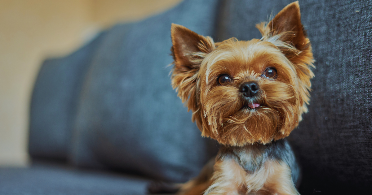 Cozy living room photo with a pup on the couch.