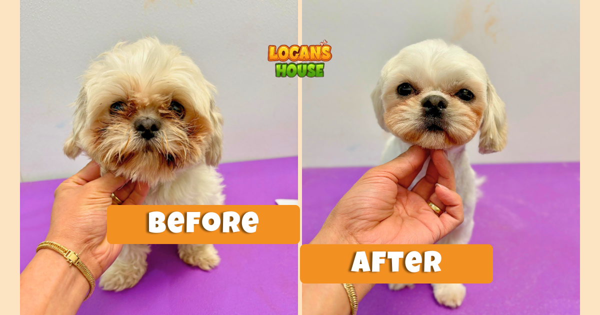 Before and after dog grooming transformation at Logan’s House in Gurnee, IL — small white dog 
