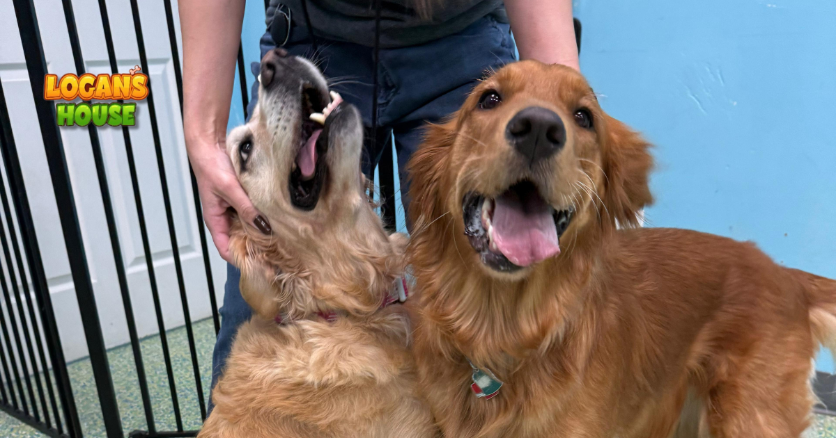Two happy dogs interacting with staff during playtime at Logan’s House dog daycare in Gurnee, IL