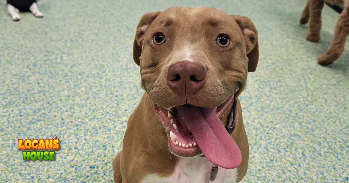 Playful pup enjoying a fun day at Logan’s House dog daycare in Gurnee, IL Happy dog smiling at Logan’s House dog daycare in Gurnee, IL