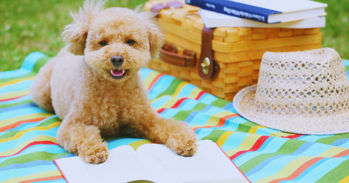 Fluffy small dog on picnic blanket with book, hat, and basket — enjoying a sunny day, calm and ready