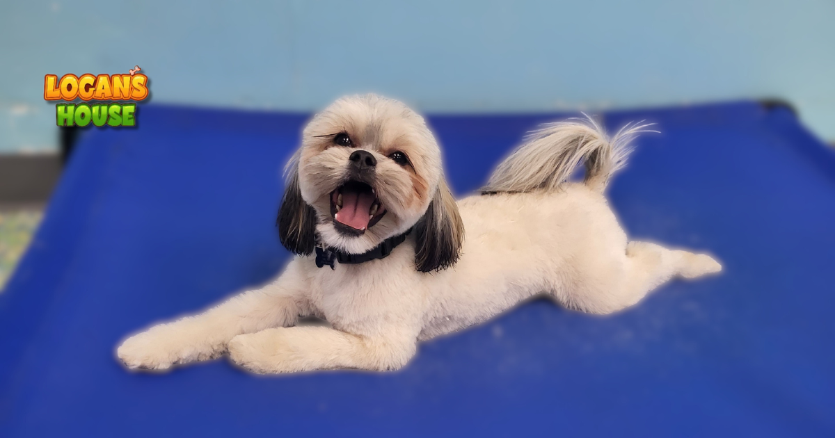 Happy small dog relaxing on a cot at Logan’s House dog daycare in Gurnee, IL