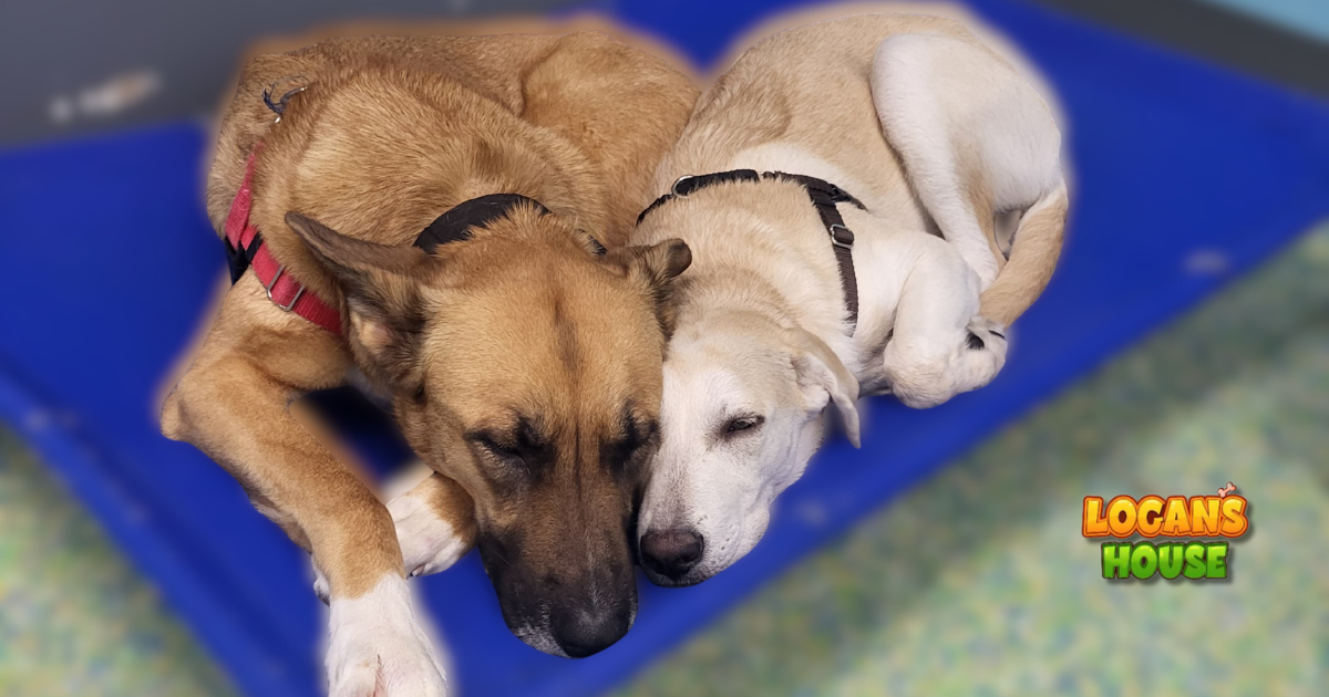 Two dogs cuddling and sleeping together on a cot at Logan’s House dog daycare in Gurnee, IL