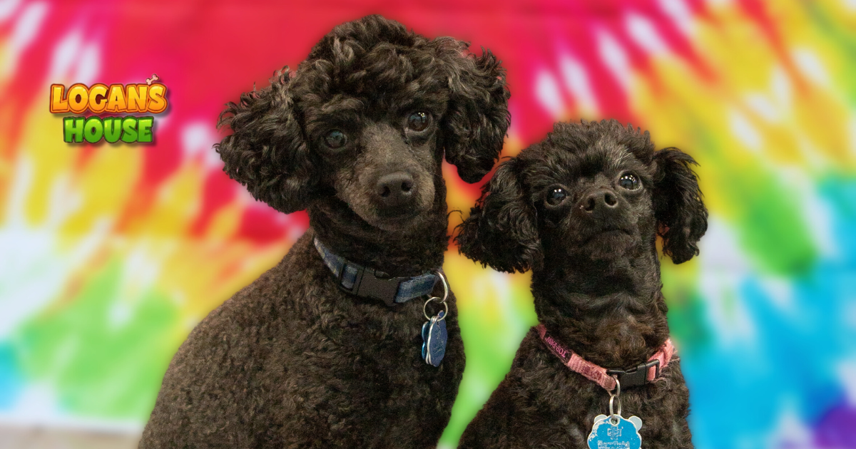 Two small black poodles