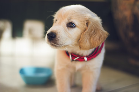 A puppy wearing a red collar is standing next to a bowl of food.