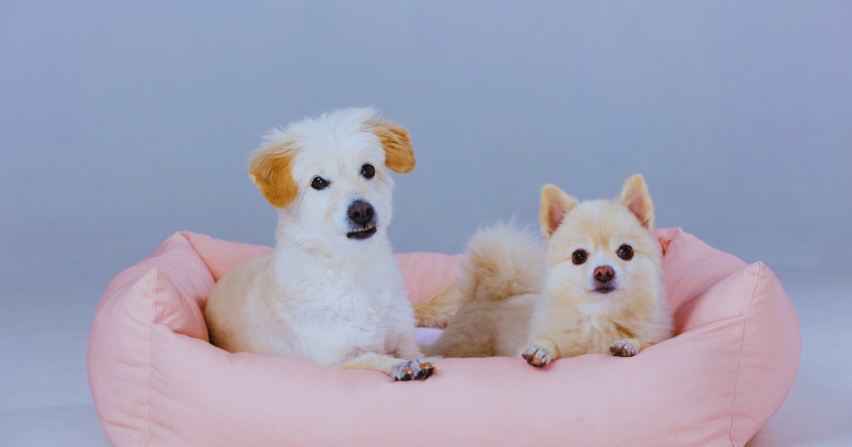Small dogs resting calmly in a cozy pink bed, practicing crate training and separation comfort.