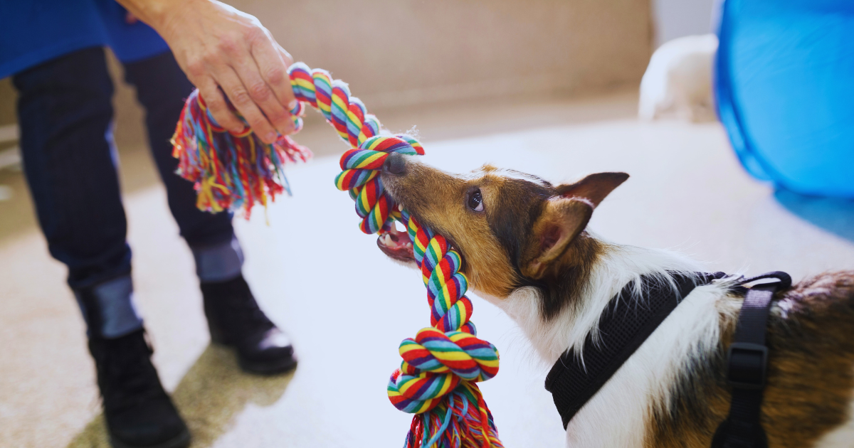 Dog playing tug of war with a person using a colorful rope toy at an indoor dog daycare in Gurnee,IL