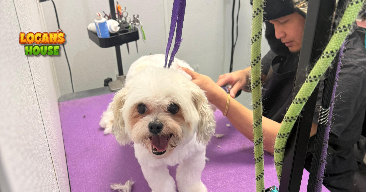 Groomer safely trimming a small white dog at Logan’s House grooming station in Gurnee, IL