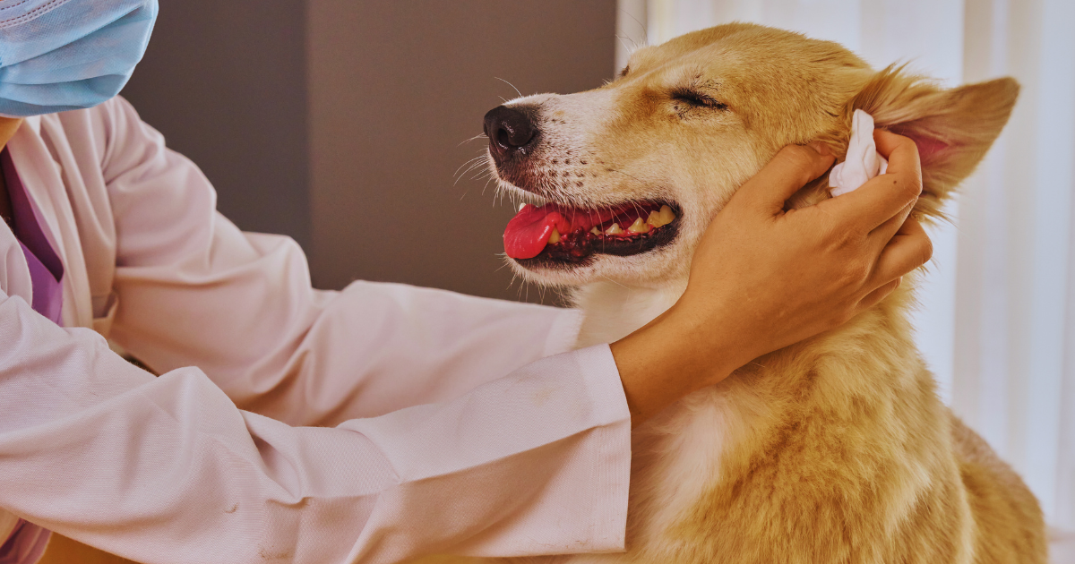 Happy dog having ears cleaned by a vet after grooming – preventive care at Logan’s House