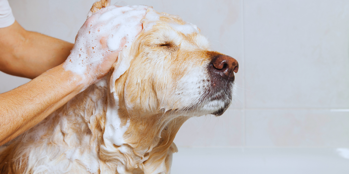 Golden Retriever getting a gentle bath with soap suds during a professional dog grooming session.
