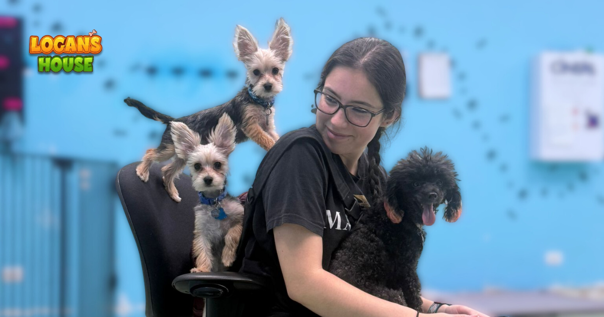 Small dogs playing with a caregiver at Logan’s House dog daycare in Gurnee, IL