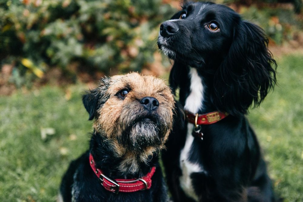 Two Black Dogs