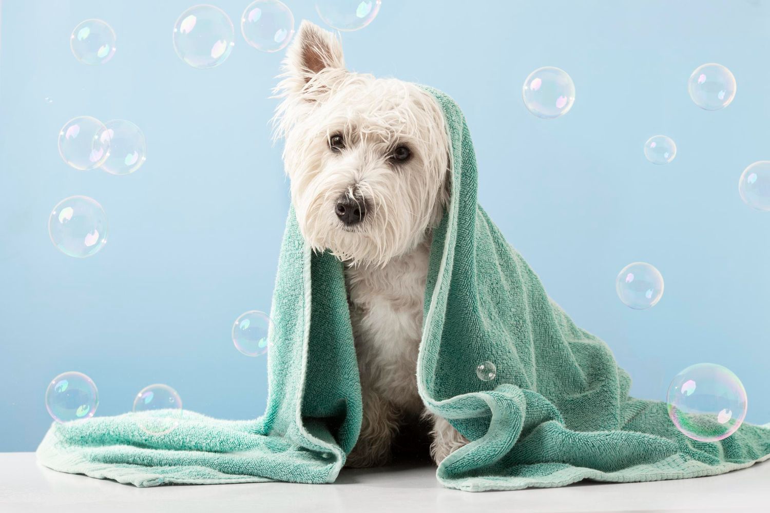 Dog with Towel