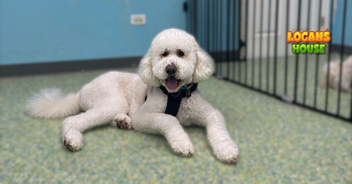 Relaxed white poodle resting comfortably during dog boarding at Logan’s House in Gurnee, IL, showing