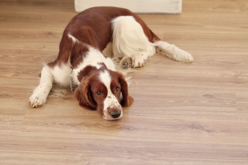 Dog on the Floor