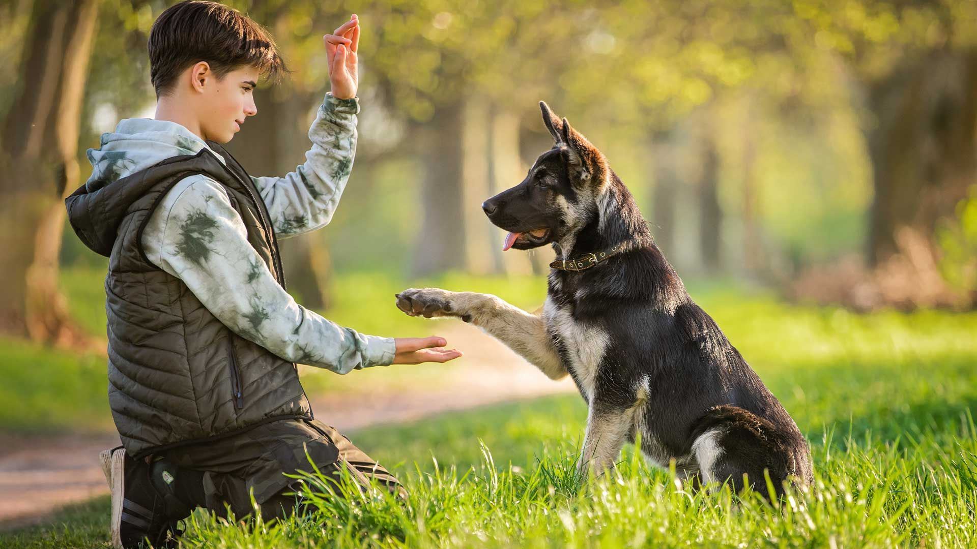 Choosing the Right Dog Training Package A StepbyStep Guide