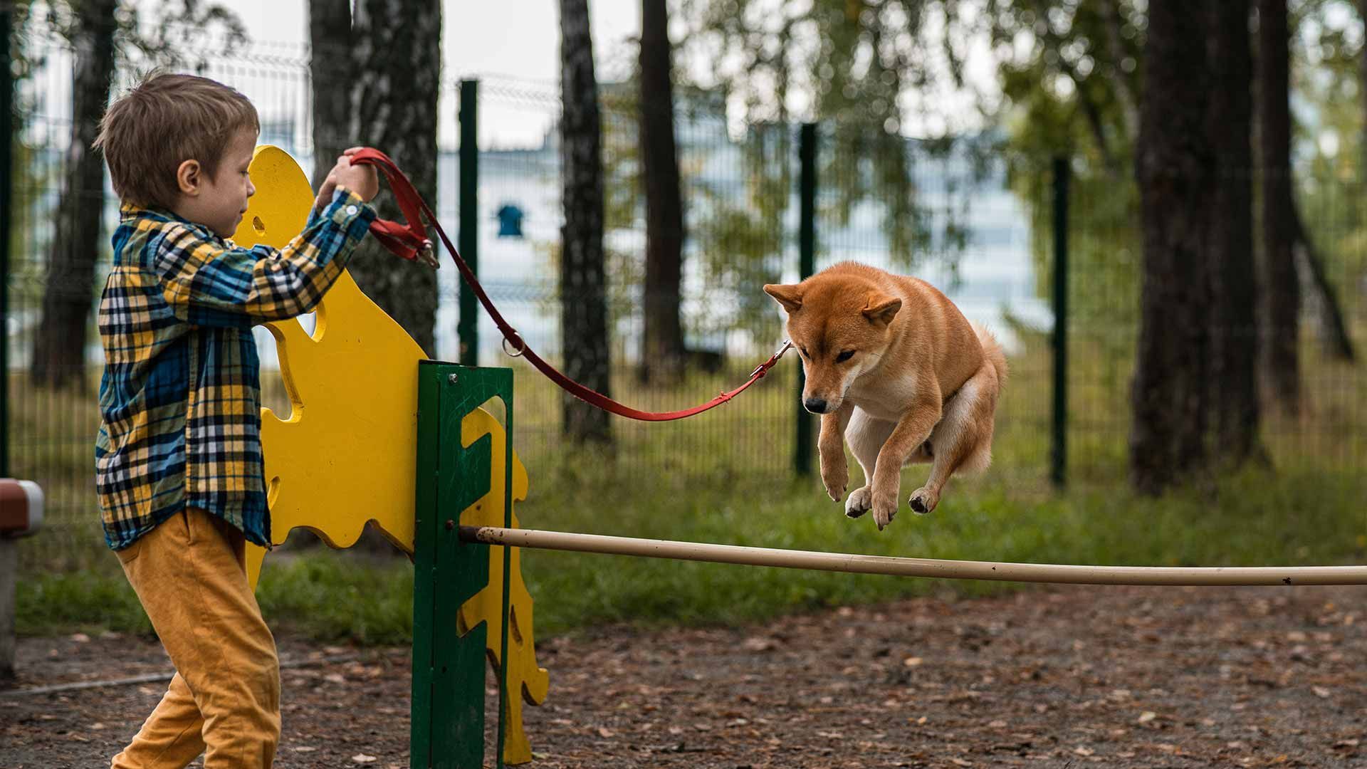 The Benefits of Personalized Dog Training How It Can Transform Your