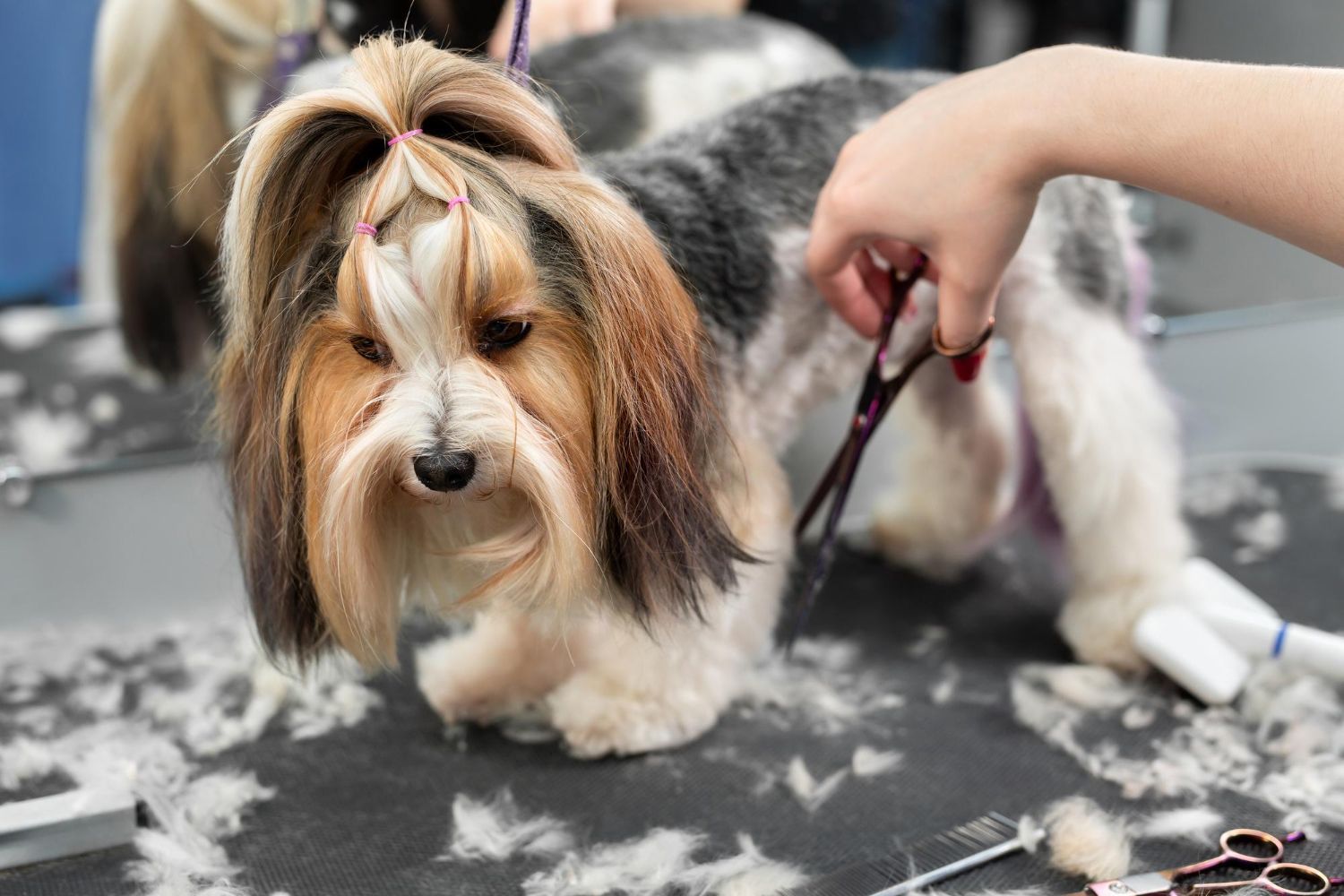 Dog Hair Trimming