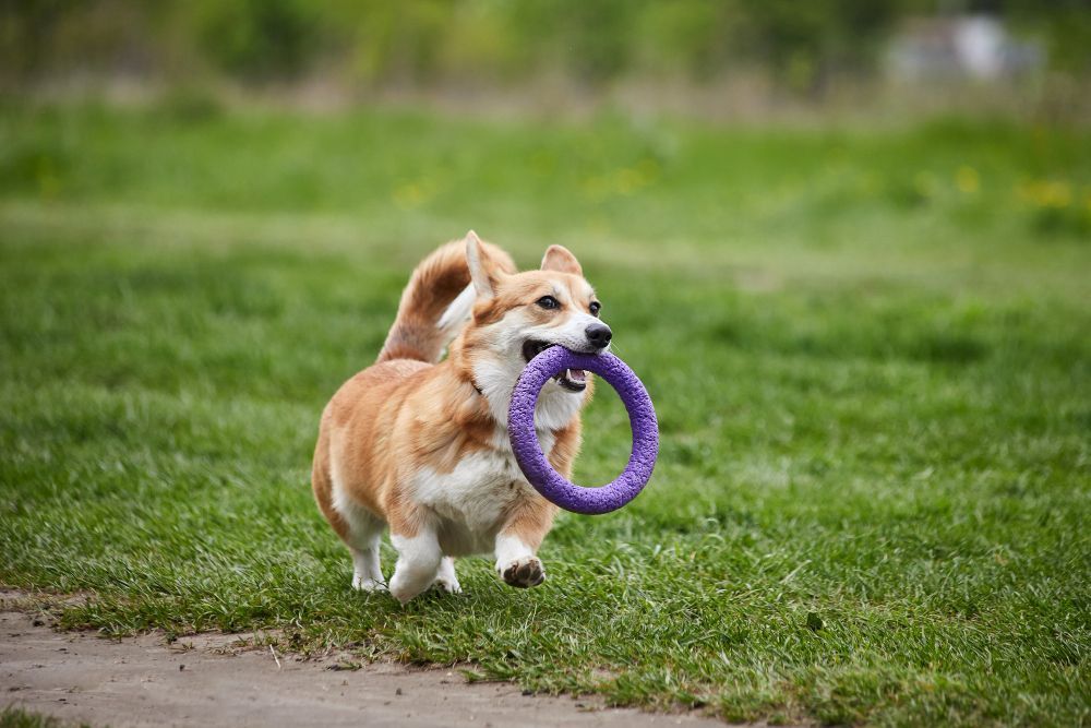 Dog Running on Field