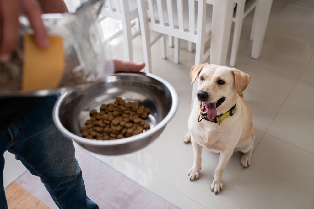 Dog Waiting for Food