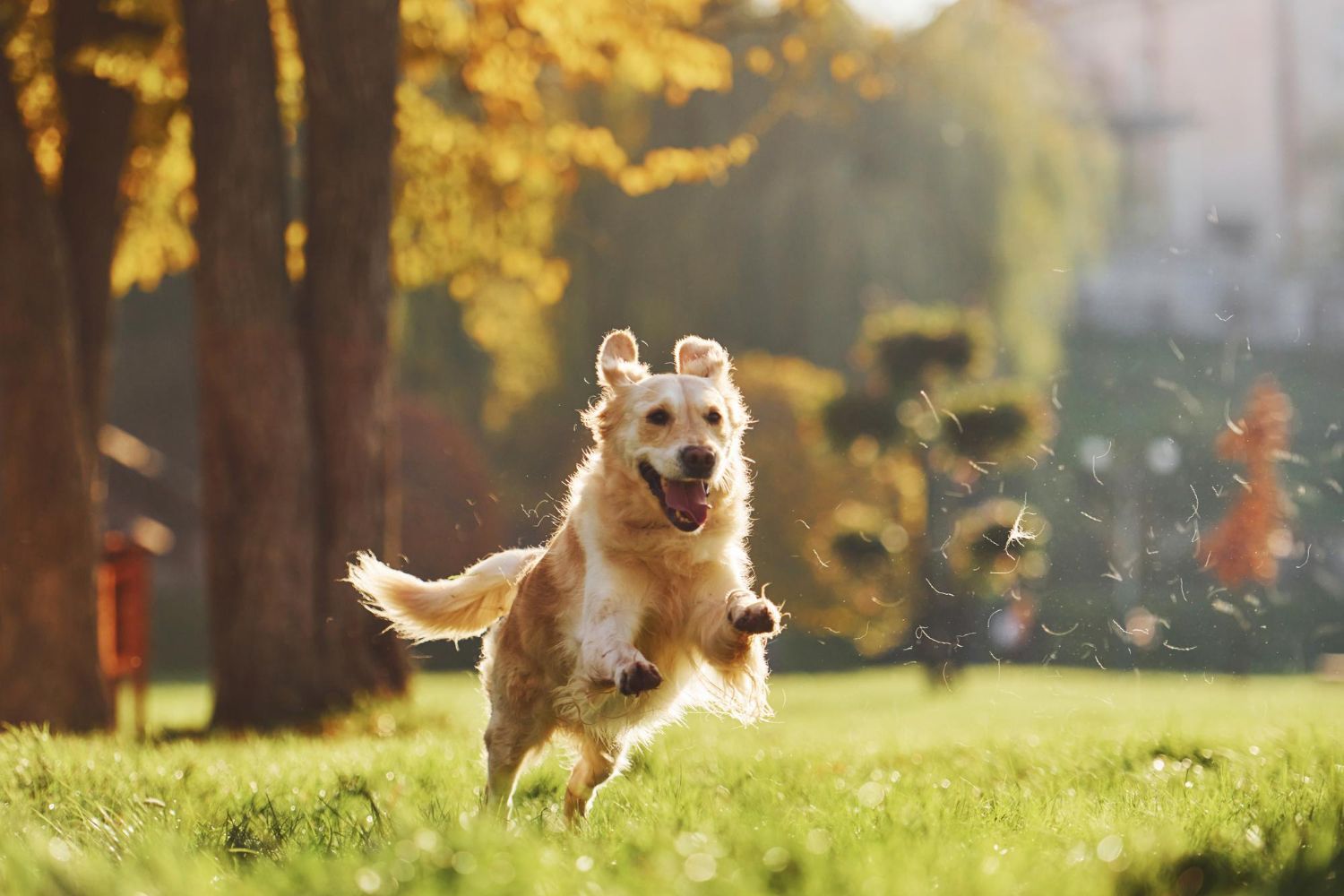 Dog Running Outside