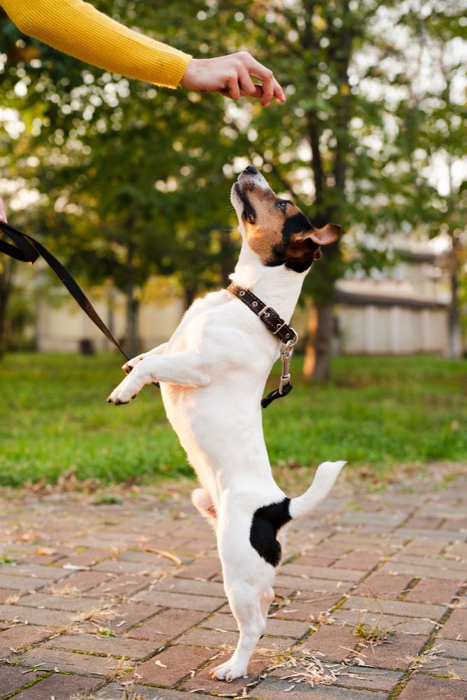 Dog Training