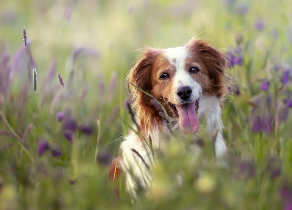 Dog on Flower Fields