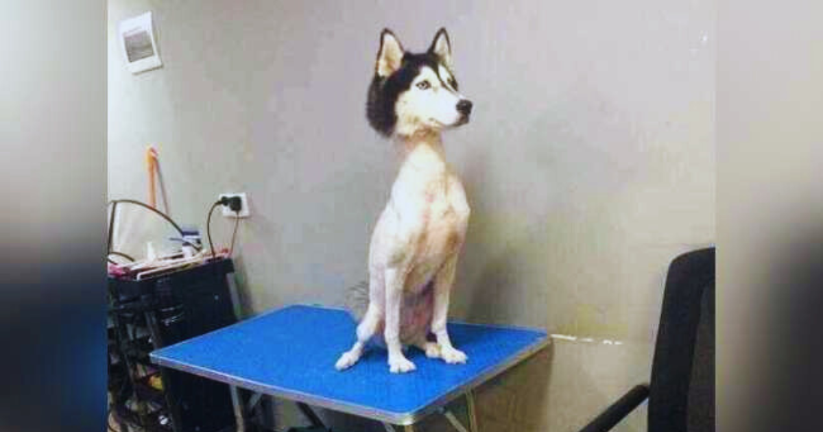 Why you should never shave a double-coated Husky—here’s what happens. A Siberian Husky with its double coat shaved down to the skin, standing on a tile floor looking uncomfortable. The image illustrates the risks of shaving double-coated breeds like Huskies.