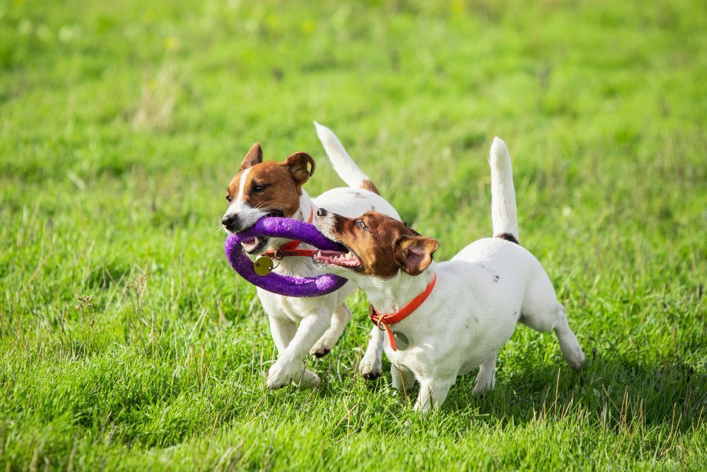 Two Puppies