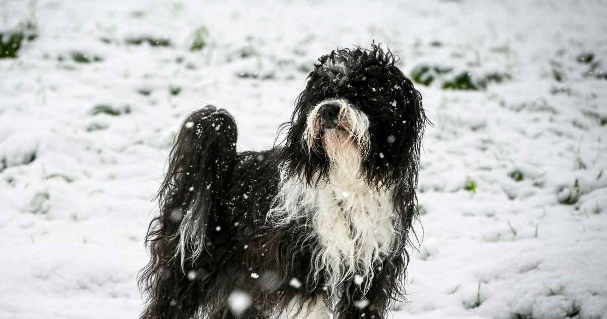 Long-haired dog in the snow showing the importance of winter coat care and grooming in cold weather