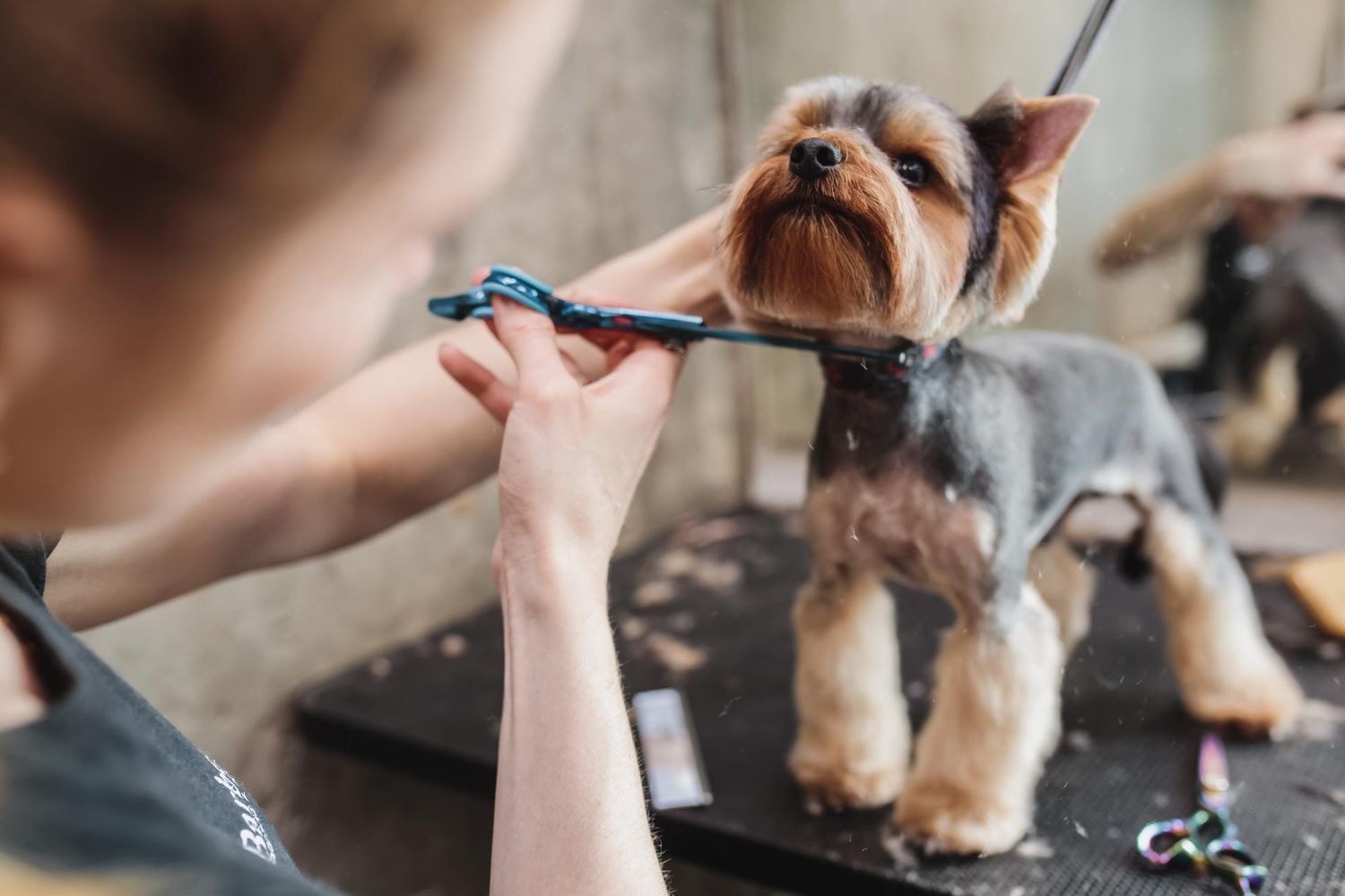 Dog Grooming