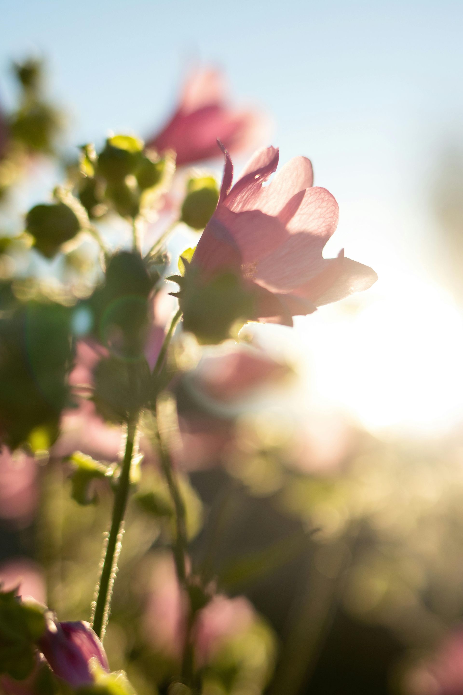 Decorative Candles (unwicked)