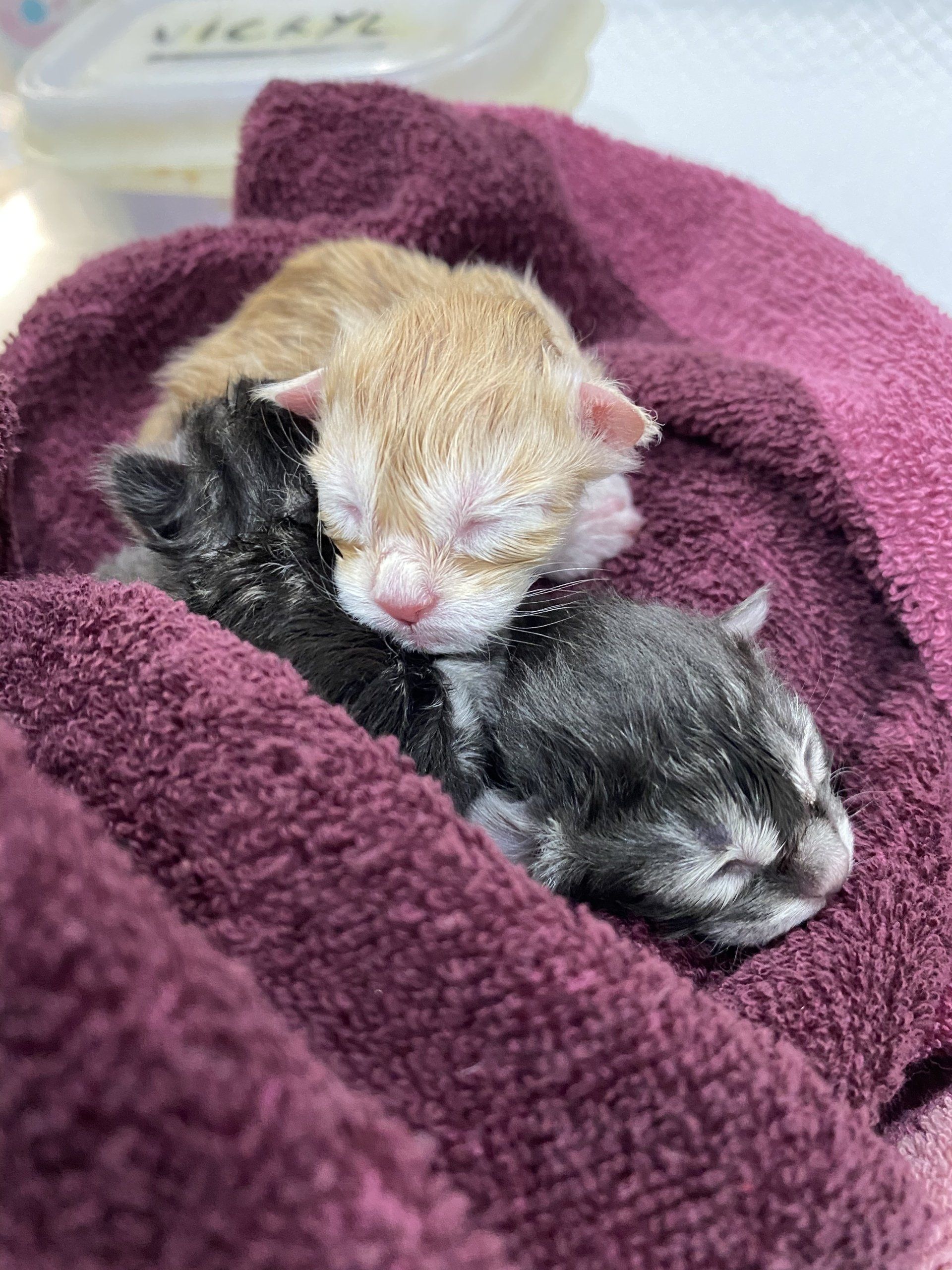 Césarienne du jeudi soir,