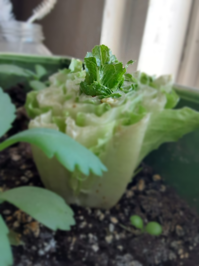 lettuce, growing plants, indoor veggies
