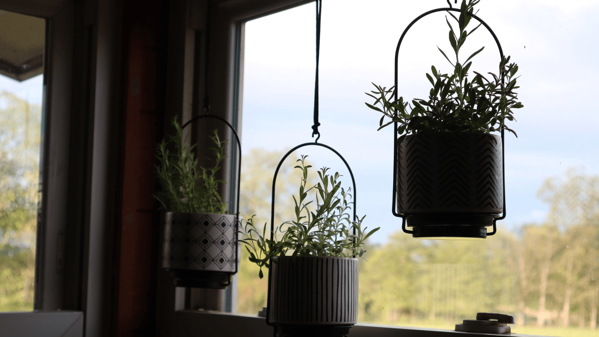 Lavendar plant in hanger by the window