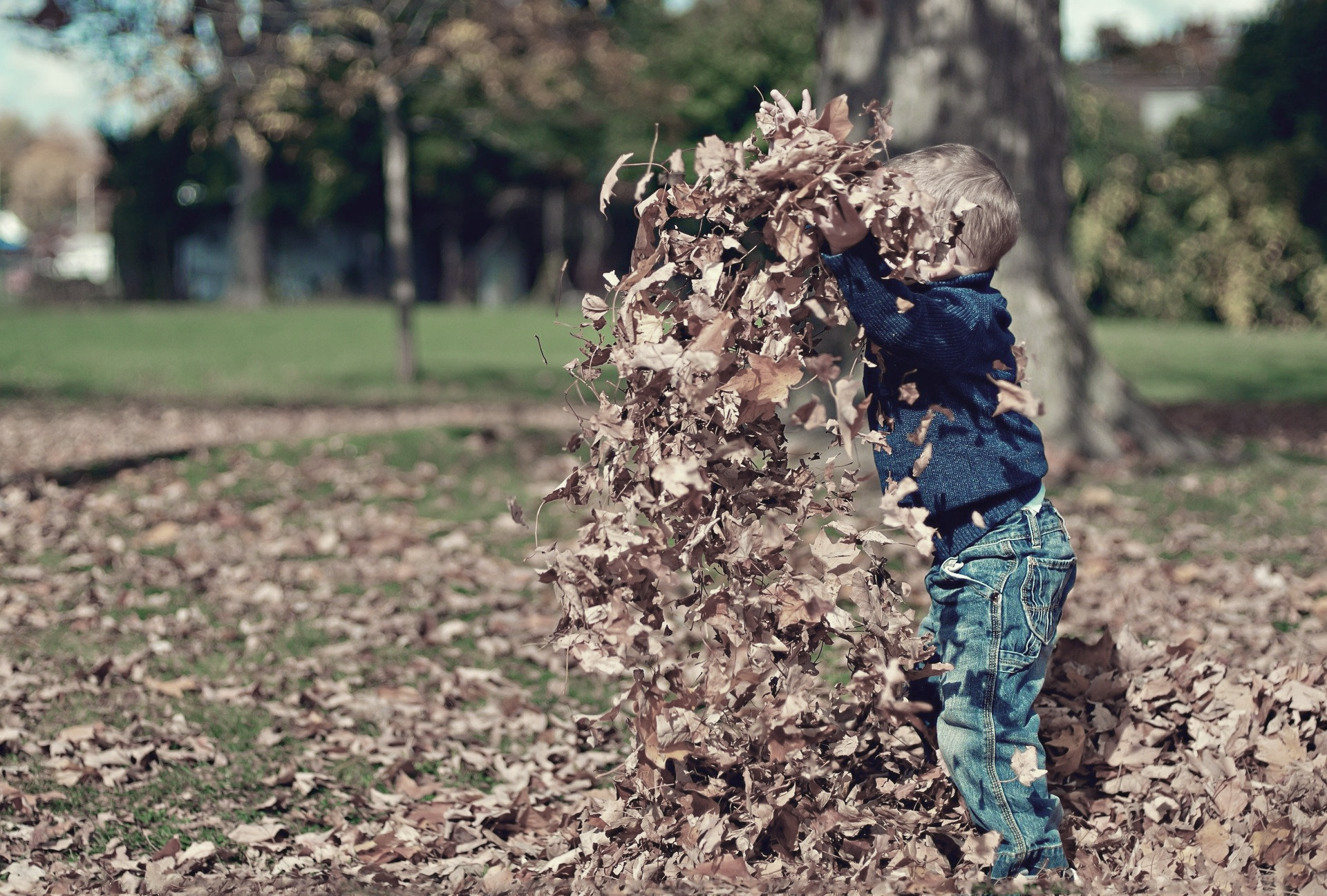little boy playing in the fall leaves