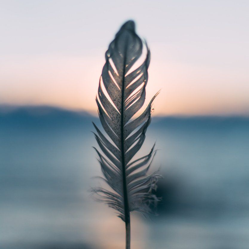 A close up of a feather with a sunset in the background.
