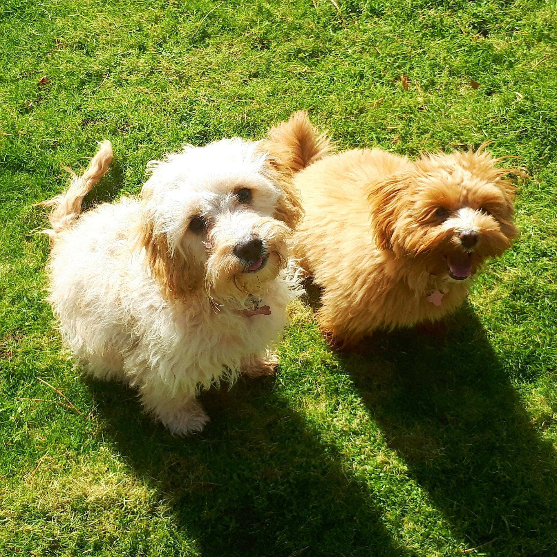 Two cute dogs smiling