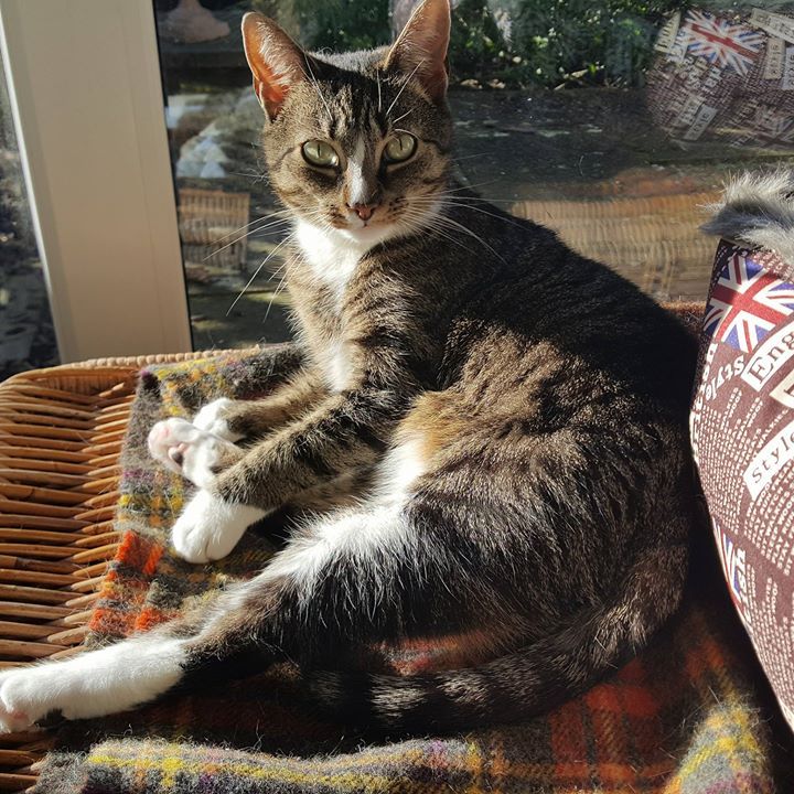 Tabby and white cat sunbathing