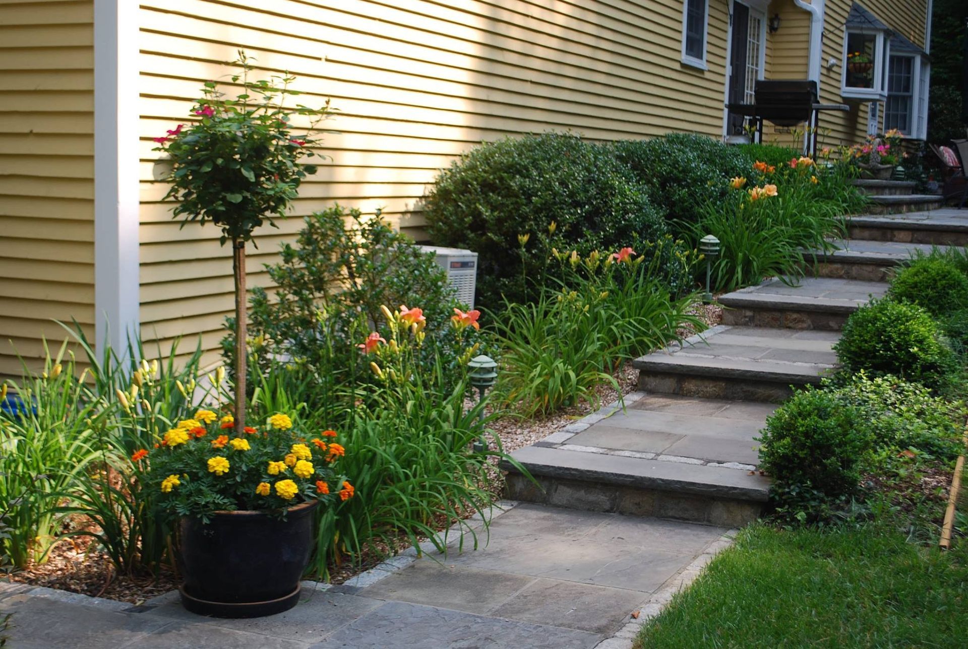 A potted plant is sitting on the sidewalk in front of a house