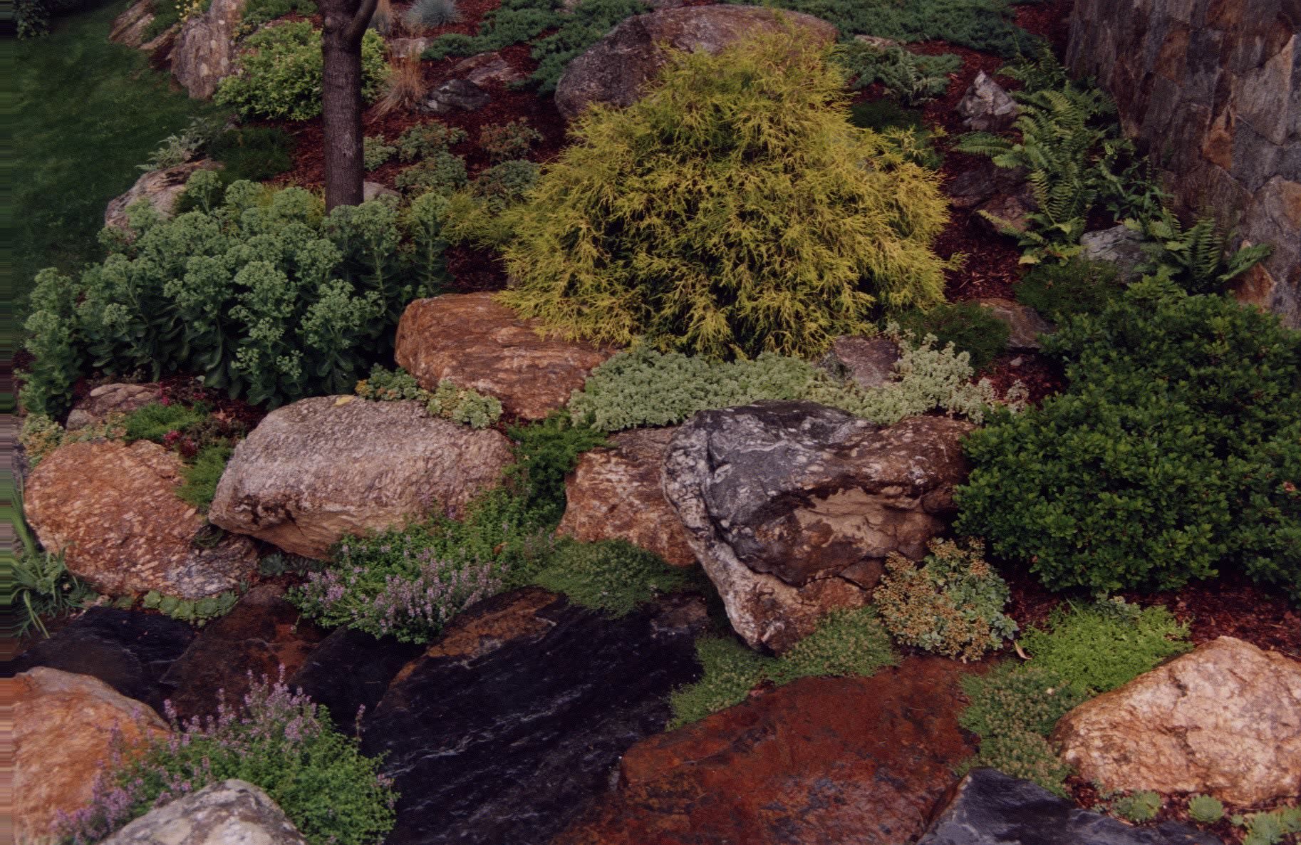 A rock garden with lots of plants and rocks