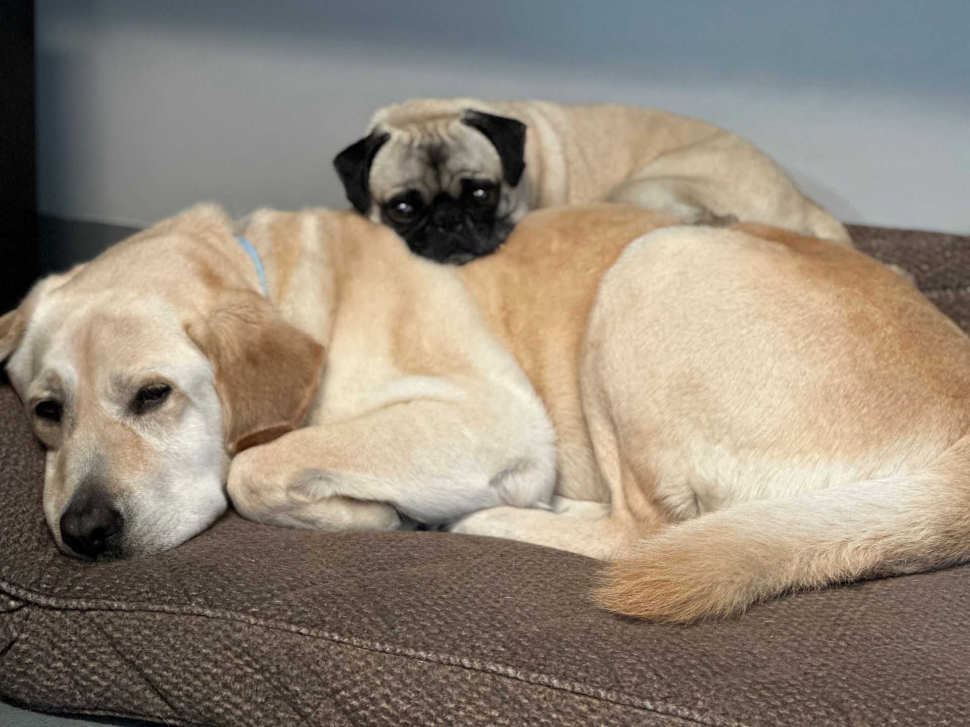 A close up of a cat laying on a bed looking at the camera.