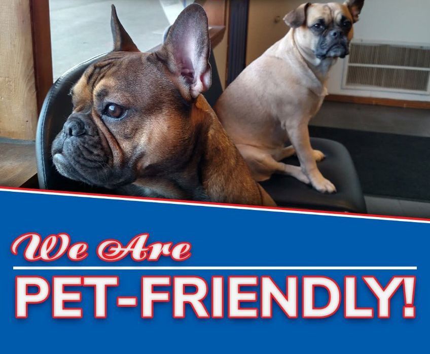 We are pet-friendly! Two dogs sitting on chairs inside our shop in Seattle, WA | Masters Auto & Tire