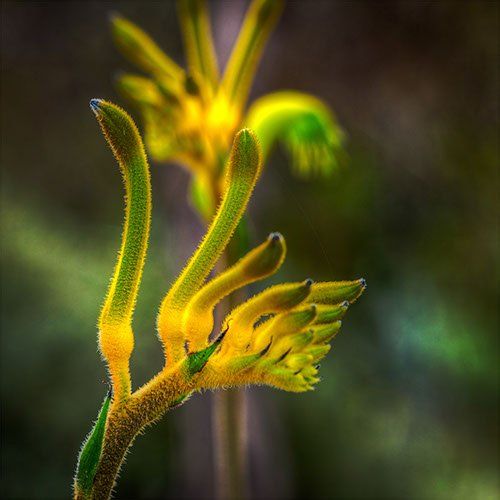 Yellow and Green Kangaroo Paw